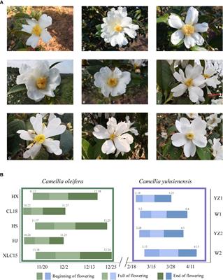 Unilateral cross-incompatibility between Camellia oleifera and C. yuhsienensis provides new insights for hybridization in Camellia spp